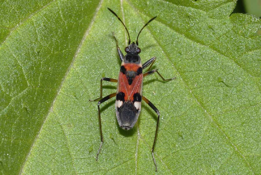 Lygaeidae: Beosus quadripunctatus dell''Emilia (RE)